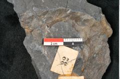 Foto (Detailansicht) von Neuropteris sp.  (NHMW-GEO-2024-0188-10689)